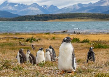 Land for sale Tierra del Fuego