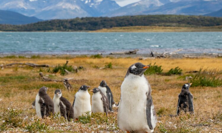 Land for sale Tierra del Fuego