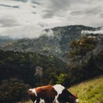 Hobby farm for sale Cuenca Ecuador