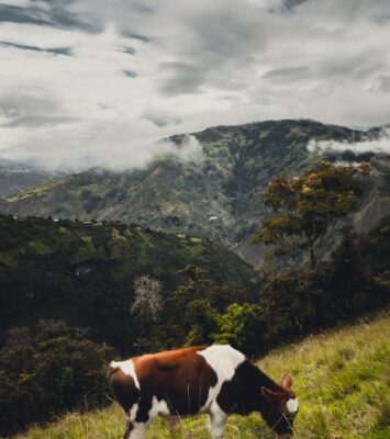 Hobby farm for sale Cuenca Ecuador